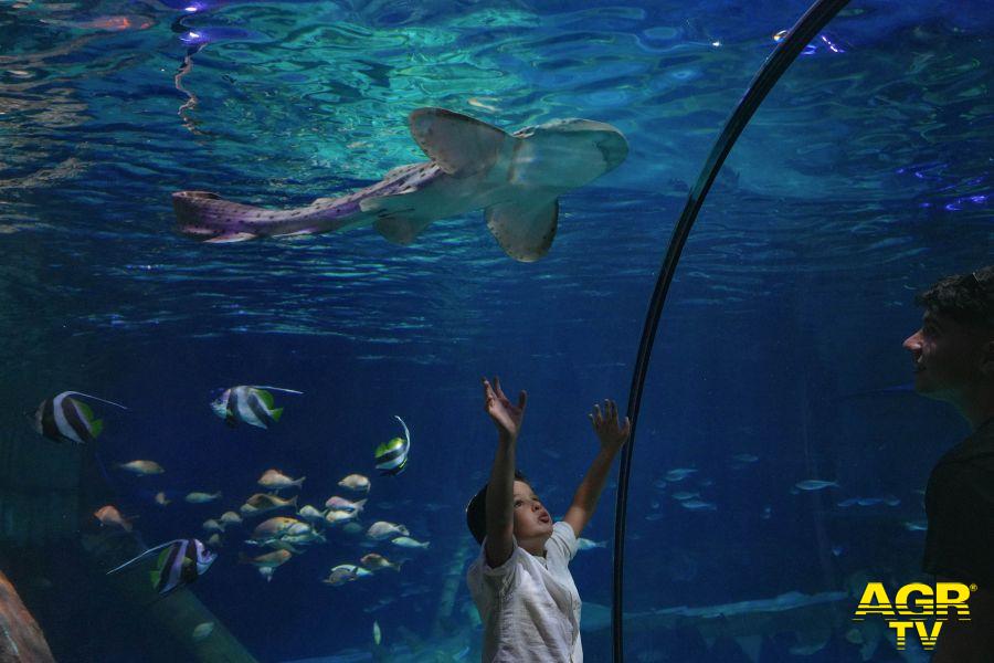 Gardaland SEA LIFE Aquarium aderisce all’European Studbook Foundation e accoglie nelle sue vasche uno squalo zebra a rischio estinzione