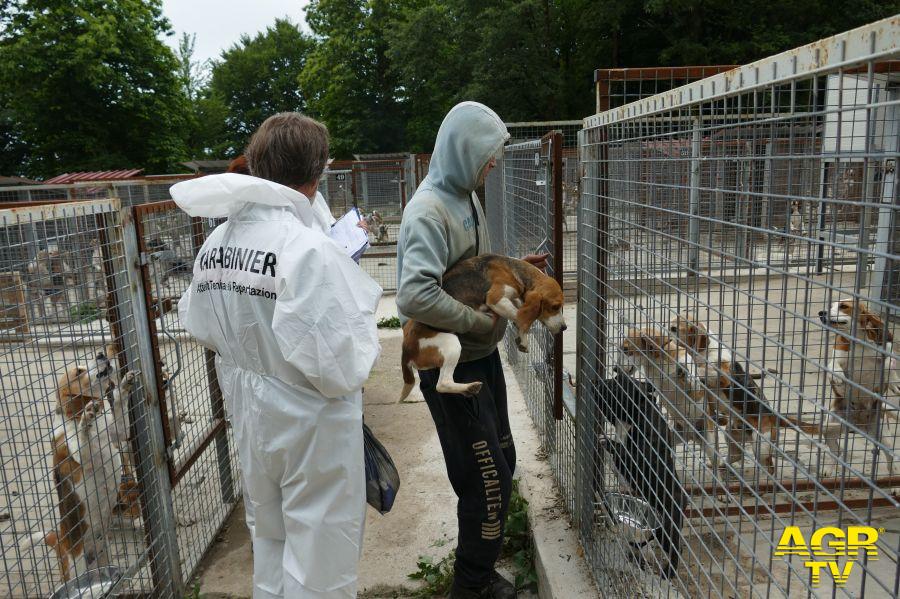 ispezione delegata dalla Procura di Firenze in un allevamento di cani