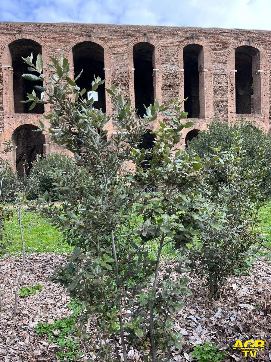 Arbusti campionati nellarea archeologica del Paedagogium pendici meridionali del Palatino