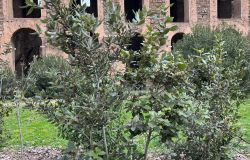 Inquinamento ed archeologia, uno studio su foglie e licheni, per la conservazione preventiva del Colosseo