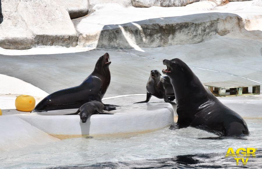 La famiglia di Otaria della California del Bioparco ph credit Massimiliano Di Giovanni