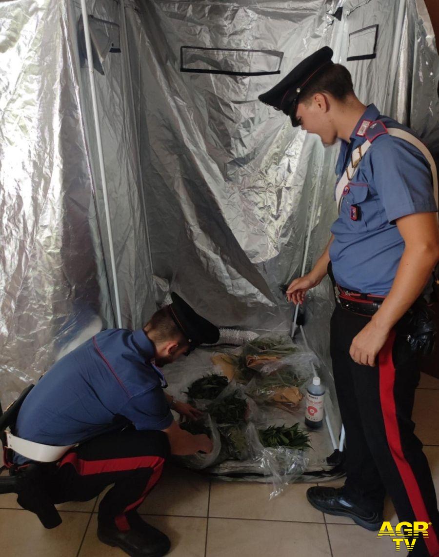 Carabinieri la mini serra sequestrata a Pomezia