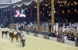 Roma, al Circo Massimo il Global Champions Arabians Tour dedicato al cavallo arabo