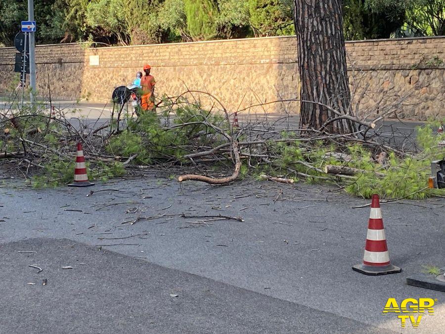 Roma, Diaco-Di Russo (M5S): Potature selvagge nel Municipio XII deturpano il verde