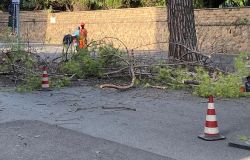 Roma, Diaco-Di Russo (M5S): Potature selvagge nel Municipio XII deturpano il verde