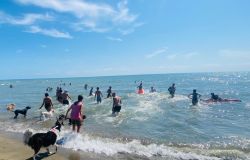 Baubeach il bagno tutti assieme uomini ed animali