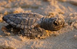 Le Tartarughe marine invadono le spiagge italiane, registrati 601 nidi sulle nostre coste