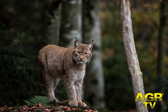 Lince foto pixabay