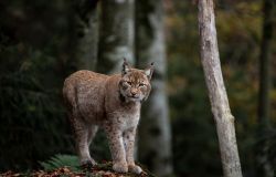 Femmina di Lince liberata per la riproduzione nella Foresta di Tarvisio