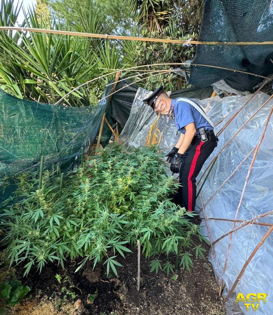 Carabinieri la mini piantagioine di marjuana sequestrata a Fonte Nuova