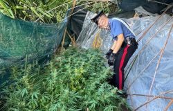 Carabinieri la mini piantagioine di marjuana sequestrata a Fonte Nuova