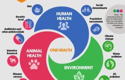 Scuola: al via la seconda fase del progetto di educazione civica digitale “One Health”