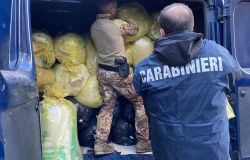 Nuoro, colpo grosso dei Carabinieri, sequestrate 3 tonnellate di marjuana, arrestato pusher