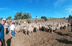 Rievocazione della Transumanza da Ostia Antica a Ficana....una passeggiata alla scoperta del territorio