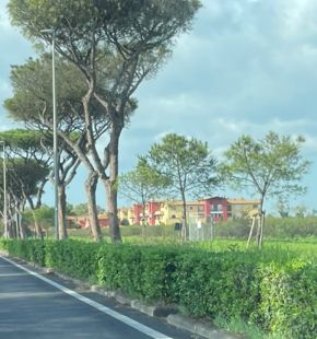 Maccarese, piantati dall'azienda agricola giovani alberature in sostituzione degli alberi recentemente abbattuti