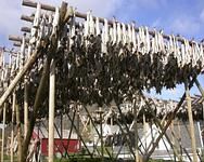 stocco norvegese stocco norvegese