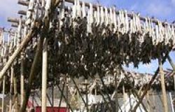AGR: Stoccafisso senza Frontiere
