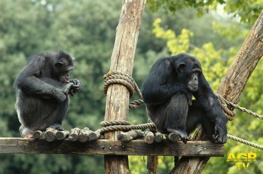 Chimpazee del Bioparco ph credit Massimiliano Di Giovanni