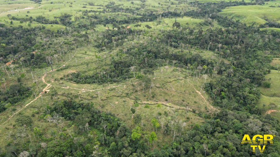 Deforestazione foto Greenpeace