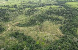 21 novembre, Giornata Nazionale degli Alberi, i regali solidali di Green Peace