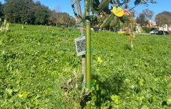 Legambiente uno dei lecci piantati nel parco di Vivi Gioi di Ottavia Roma