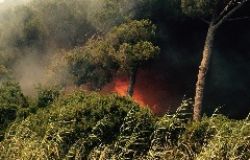 Fiumicino, fiamme su via Coccia di morto