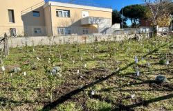 XV Municipio, al Labaro il primo progetto di microforesta eco-pedagogica del territorio