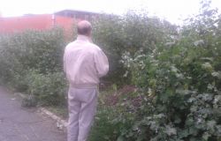 Ostia, emergenza verde