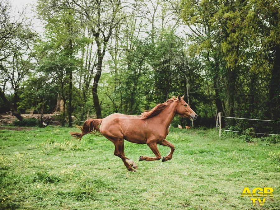 cavallo al galoppo foto pixabay.jpg