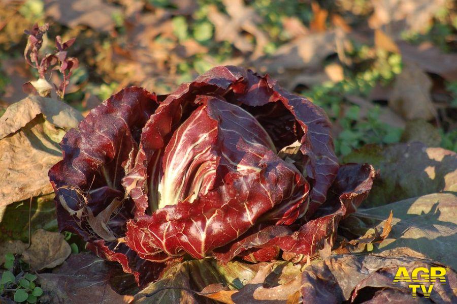 radicchio porodotto dell'orto