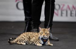 Quattrozampeinfiera gli animali protagonisti della fiera