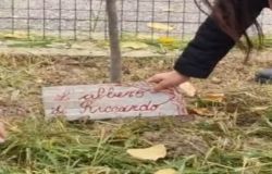 Acilia il centro della Madonnetta l'albero di Riccardo ph credit Gaetano Di Staso