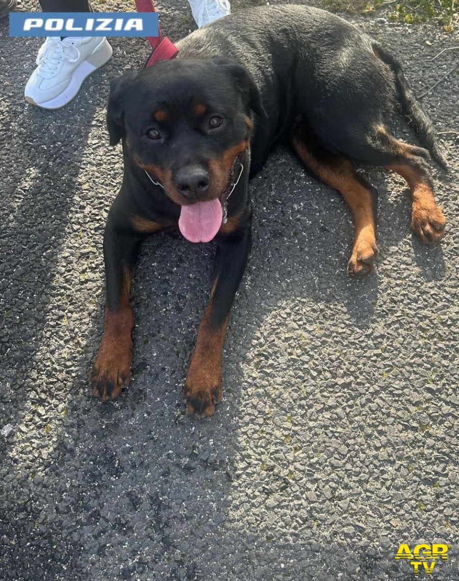 Polizia i Rottweiler salvati sul GRA