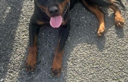 Roma escursione pericolosa sul GRA di due Rottweiler, salvati  ed accuditi ...dalla Polizia