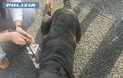 Polizia i Rottweiler salvati sul GRA