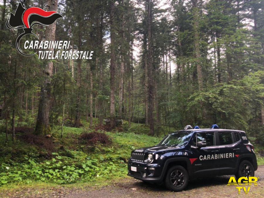 21 marzo, Giornata Internazionale delle Foreste, i Carabinieri impegnati in educazione ambientale