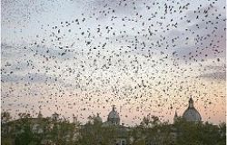 Roma dichiara guerra agli storni
