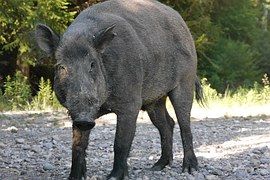 Caccia al cinghiale, dietrofront? Caccia al cinghiale, dietrofront?