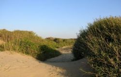 Capocotta, dune da salvare dal degrado