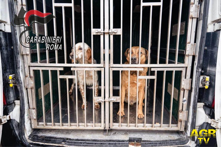 Roma Nord, maltrattamenti agli animali, denunce e sanzioni