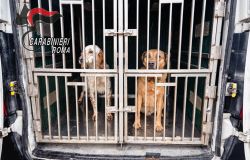 Roma Nord, maltrattamenti agli animali, denunce e sanzioni