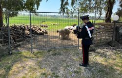 Carabinieri Cassia controlli su possessori animali