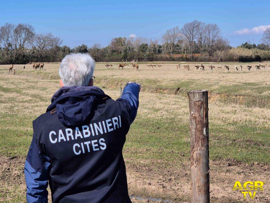 Carabinieri Forestali del CITES Carabinieri Forestali del CITES