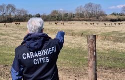 Carabinieri Forestali del CITES