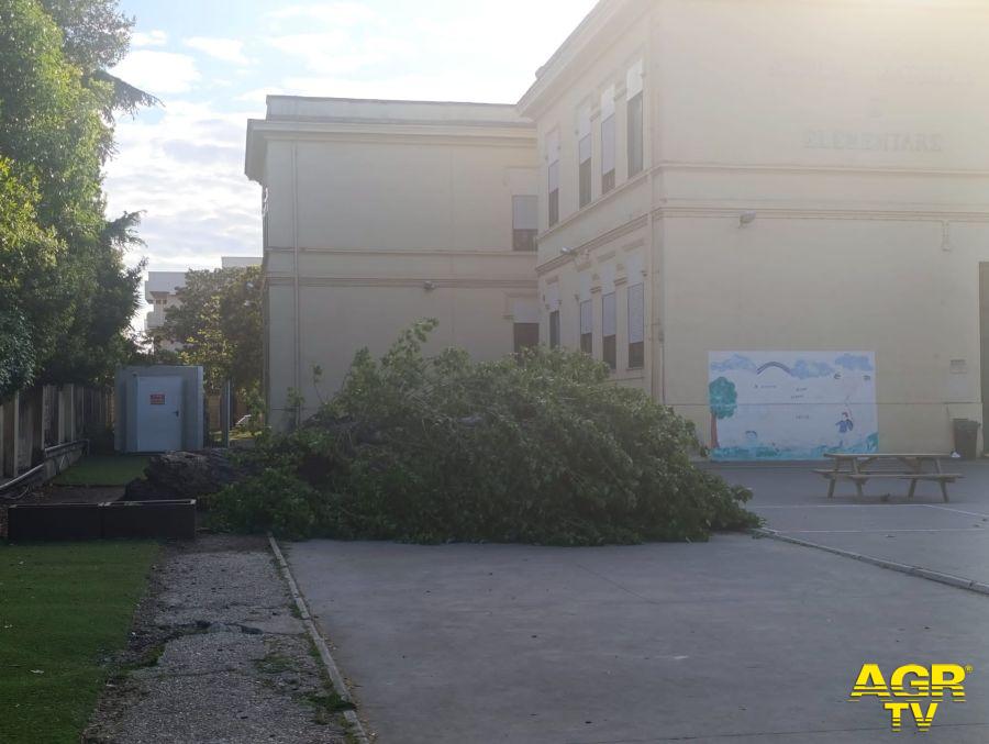 Ostia Antica, albero crolla nella scuola Fanelli-Marini: tragedia sfiorata Ostia Antica, albero crolla nella scuola Fanelli-Marini: tragedia sfiorata