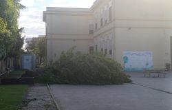 Ostia Antica, albero crolla nella scuola Fanelli-Marini: tragedia sfiorata