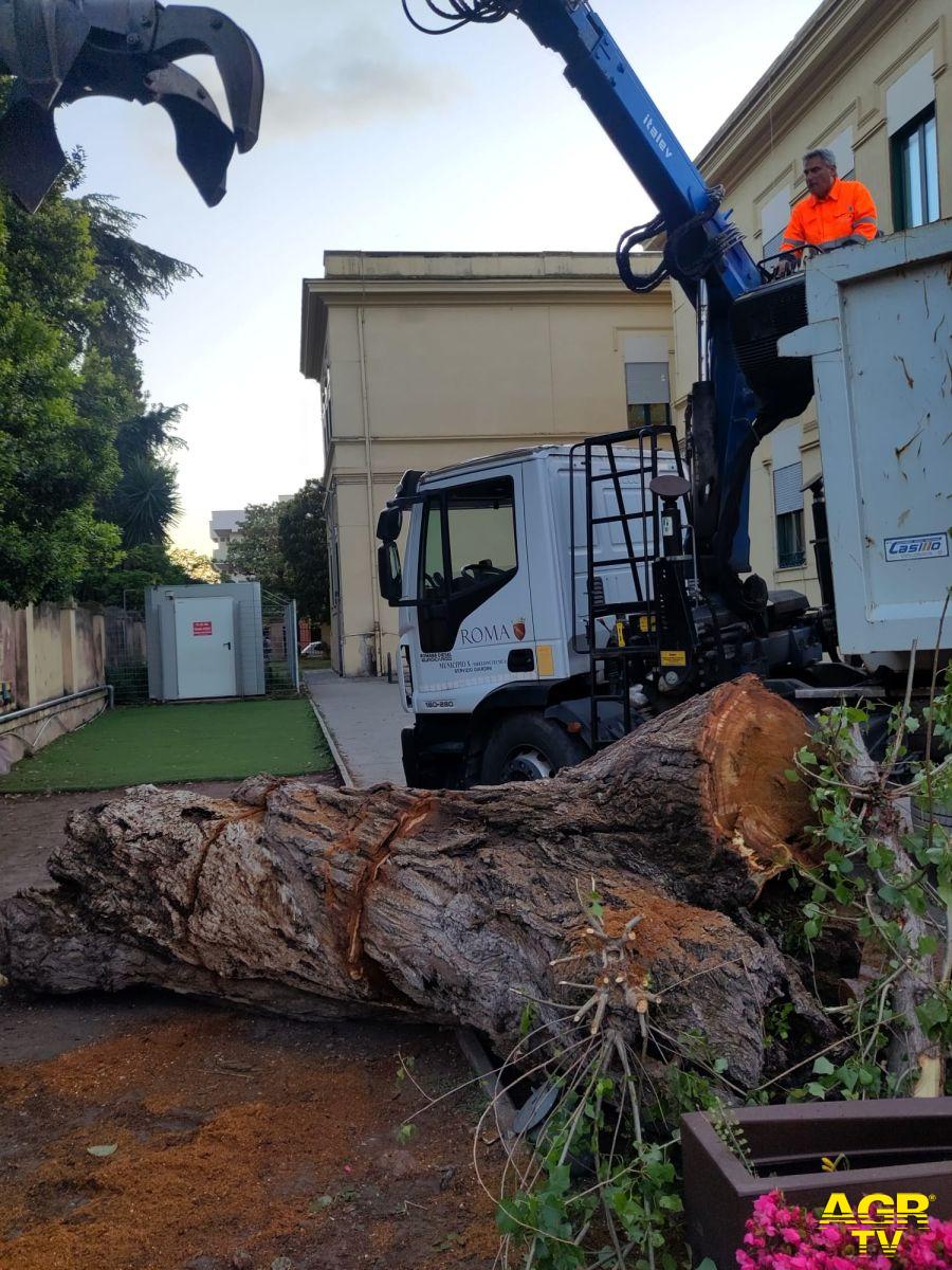 Ostia Antica la rimozione dell'albero nella scuola Ostia Antica la rimozione dell'albero nella scuola