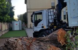 Ostia Antica la rimozione dell'albero nella scuola