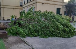 Ostia Antica la rimozione dell'albero nella scuola