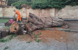 Ostia Antica la rimozione dell'albero nella scuola